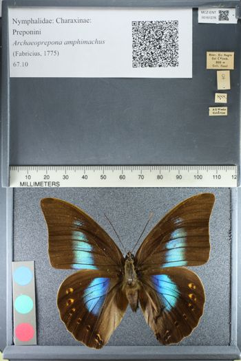 Media type: image;   Entomology 161276
